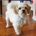 Photo of Teddy