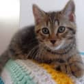 Photo of Boris