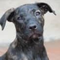 Photo of Xena