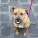 Photo of Zoe....Dog/Cat Friendly Amstaff