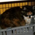 Photo of Glamour Puss