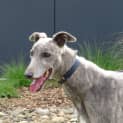 Photo of Delilah