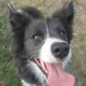 Photo of Rosie (On Trial 19/11/12)