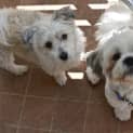Photo of Happy And Teddy