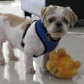 Photo of Tigger
