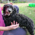 Photo of Ian (Special Boy!) *On Trial In His New Home*