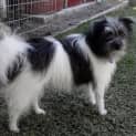 Photo of Molly (On Trial 1/2/13)