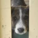Photo of Charlie