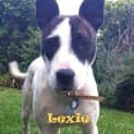 Photo of Lexie (On Trial 4/12/12)