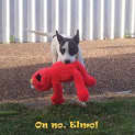 Photo of Lexie (On Trial 4/12/12)