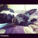 Photo of Pocket
