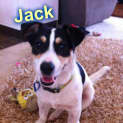 Photo of Jack (2) (On Trial 17/12/12)
