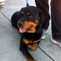 Photo of Misty The Rotti