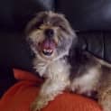 Photo of Missy