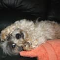 Photo of Missy