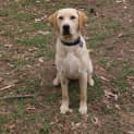Photo of Buddy (On Tria) ( 15/11/12)
