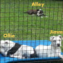 Photo of Alley (On Hold Pending Adoption By Foster Carer)