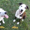 Photo of Alley (On Hold Pending Adoption By Foster Carer)
