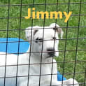 Photo of Jimmy (On Trial 30/1/2013)