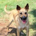 Photo of Dory (D2256)