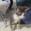 Photo of Tinker