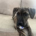 Photo of Violet   9 Week Old Staffy X