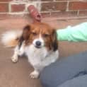 Photo of Harley
