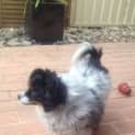 Photo of Roxy