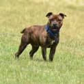 Photo of Buddy