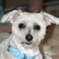 Photo of Missy (On Trial 8/2/13)