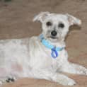 Photo of Missy (On Trial 8/2/13)