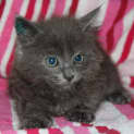 Photo of Darrin