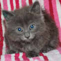 Photo of Darrin
