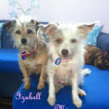 Photo of Izabell And Missy (On Trial 23/12/12)