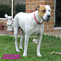 Photo of Jessie (On Trial 3/2/13)