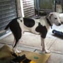 Photo of Ollie The Cow~Dog (On Trial 26/12/12)