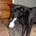 Photo of Bonnie (30/11/12)