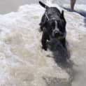 Photo of Thumpa Loves The Beach And Adores Children