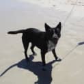 Photo of Thumpa Loves The Beach And Adores Children