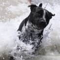 Photo of Thumpa Loves The Beach And Adores Children