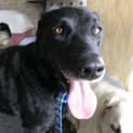 Photo of Jet ~ Youthful Senior, Only $200 ~On Trial 2/2/13