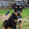 Photo of Jax (On Trial 7/1/13)
