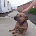 Photo of Buster
