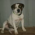 Photo of Boris