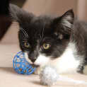 Photo of Tux