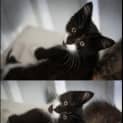 Photo of Tux