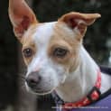 Photo of Lexie (2) (On Trial 5/12/12)