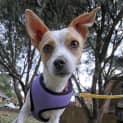 Photo of Lexie (2) (On Trial 5/12/12)