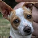 Photo of Lexie (2) (On Trial 5/12/12)