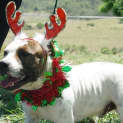 Photo of Boris